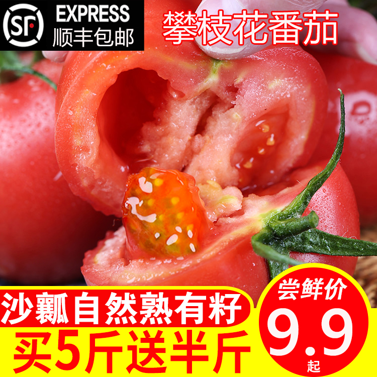 沙瓤番茄自然熟西红柿 新鲜水果生吃的蔬菜5斤包邮攀枝花米易番茄