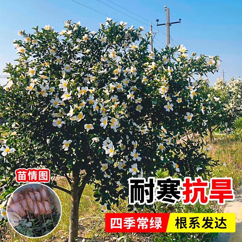 油茶苗江西嫁接长林高产嫁接良种山茶树苗茶籽苗山茶树苗南方种植