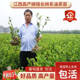 50颗装油茶苗树苗嫁接高产茶籽树苗长林系白花中大果带土保湿发