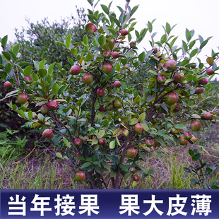 （亏本卖）油茶树苗南方种植高产茶子树大果嫁接正宗长林茶树