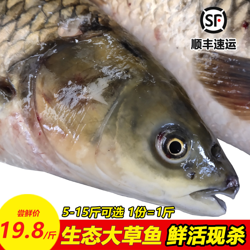 大草鱼新鲜水产活鱼现杀原生态鱼鲜活冷冻混子鱼脆鲩鱼草根草鲩鱼