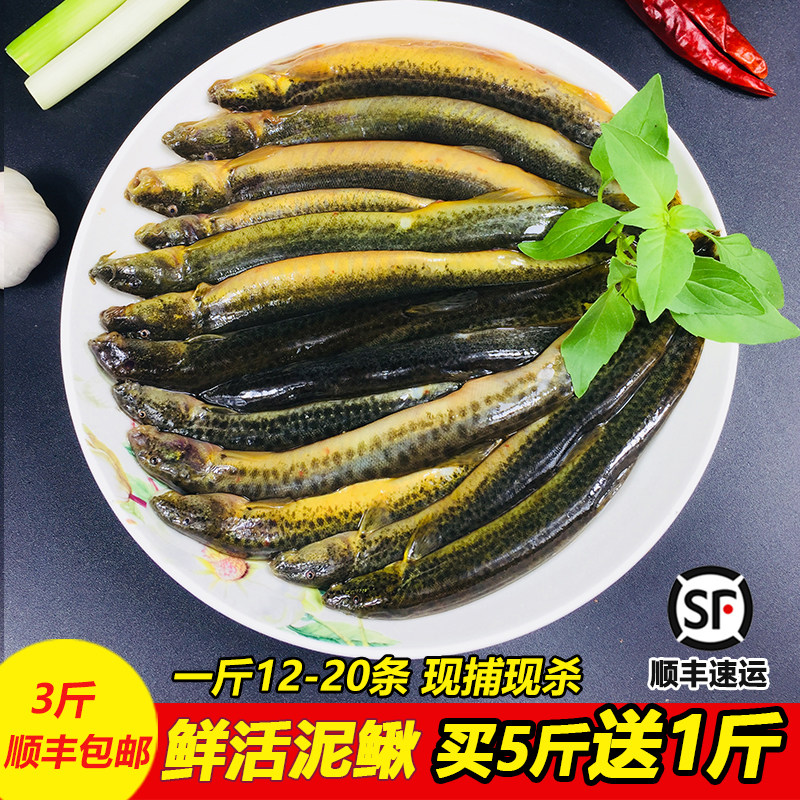 泥鳅新鲜食用原生态花泥鳅鱼青鳅鲜活水产河鲜500g活体现杀大泥鳅