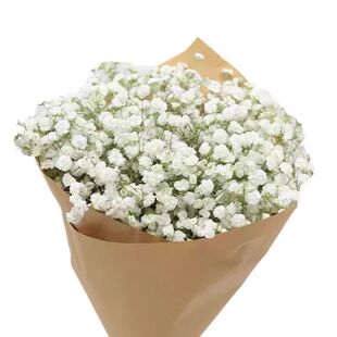 云南直发满天星鲜花白色满天星百搭花束超大束地摊花店选购