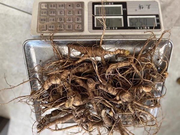 东北特产直播专拍，私拍无效，长白山人参鲜参林下老籽参送礼泡酒