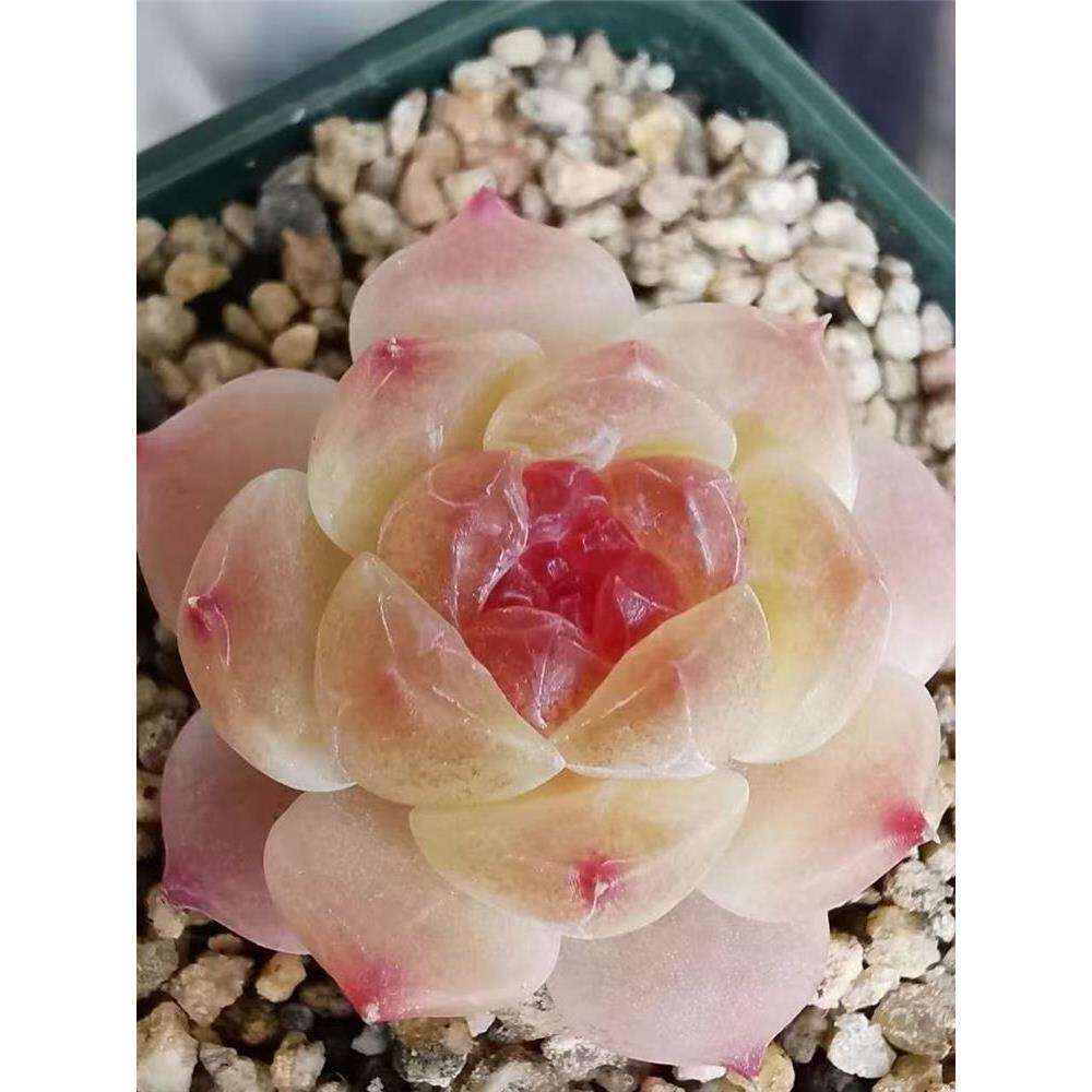 溏心珍妮女王麦秆多肉植物组合套餐贵货混合精致小多肉盆栽新手