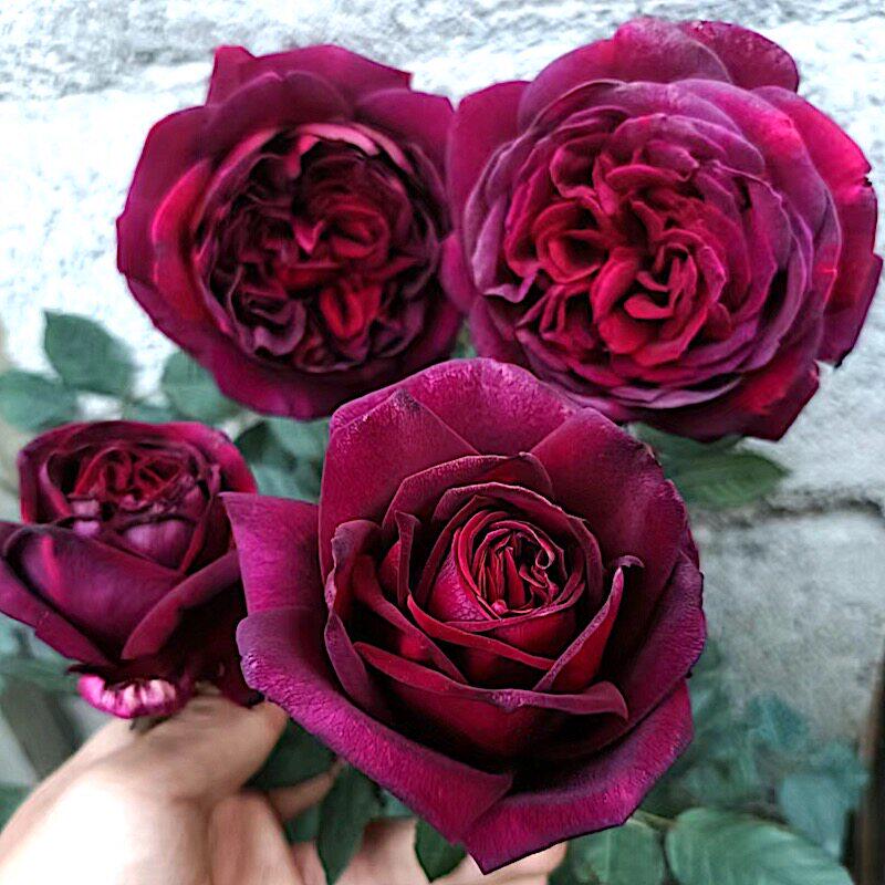 新品 暗香 月季玫瑰花苗 黑巴克升级版 浓香灌木大花勤花庭院盆栽