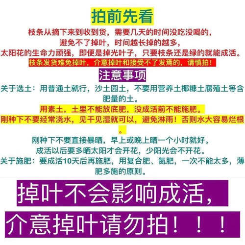 太阳花苗宿根带花苞枝条