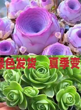 山地玫瑰群生多头多肉植物新品紫色玫瑰室内阳台办公室内盆栽好养