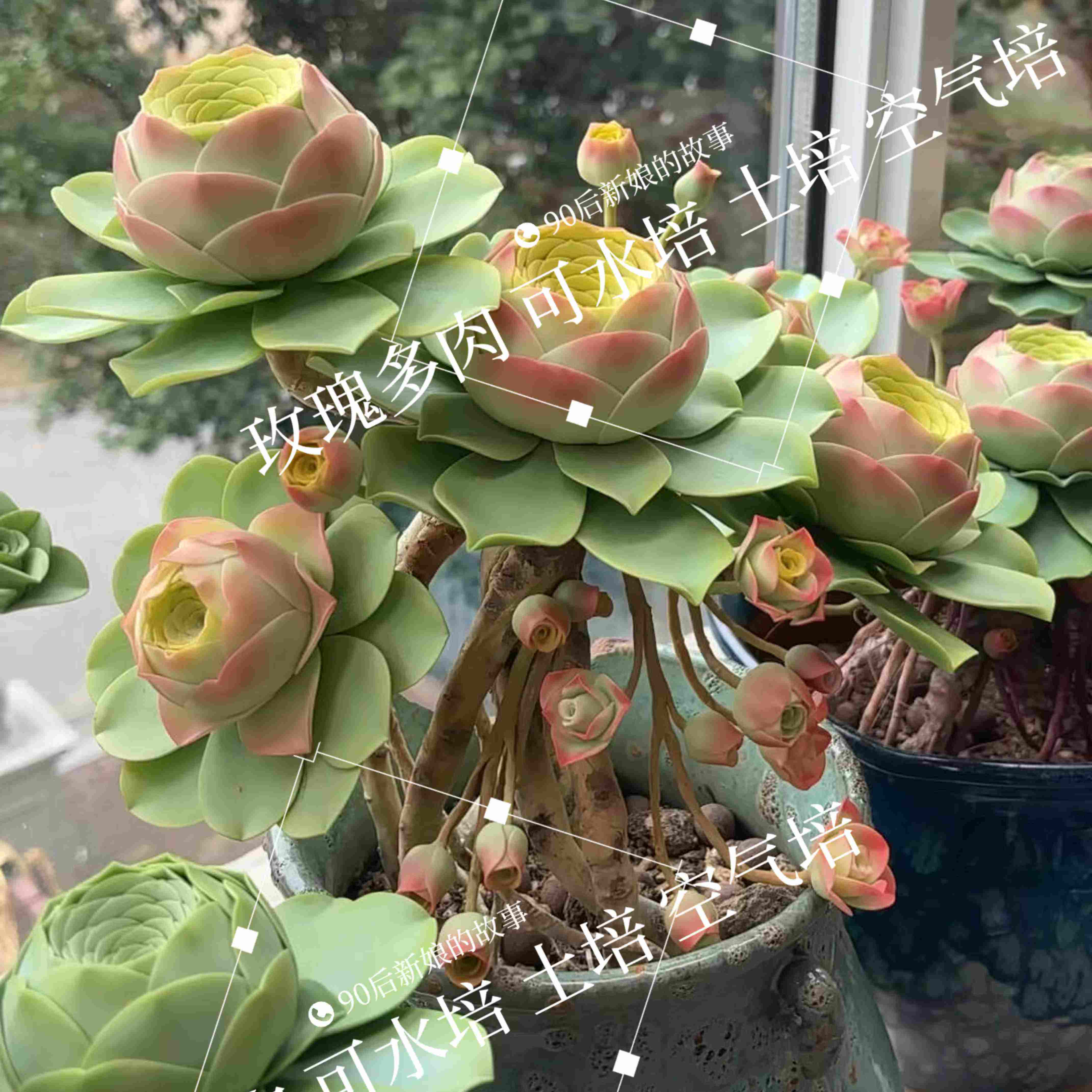 山地玫瑰水蜜桃酒杯特大老桩多肉植物盆栽室内阳台水培桌面绿植