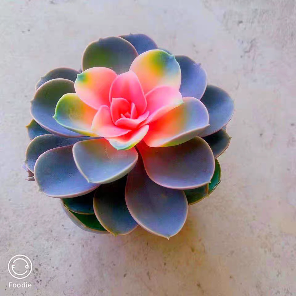 多肉植物彩色红心莲阳台客厅防辐射新手懒人花卉绿植盆栽四季好养