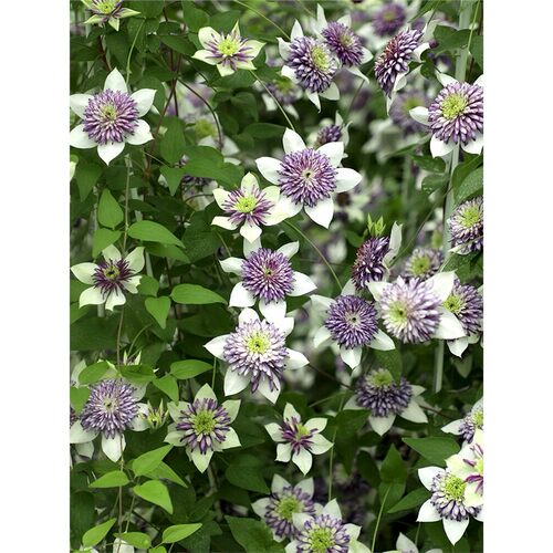 铁线莲大苗爬藤植物盆栽