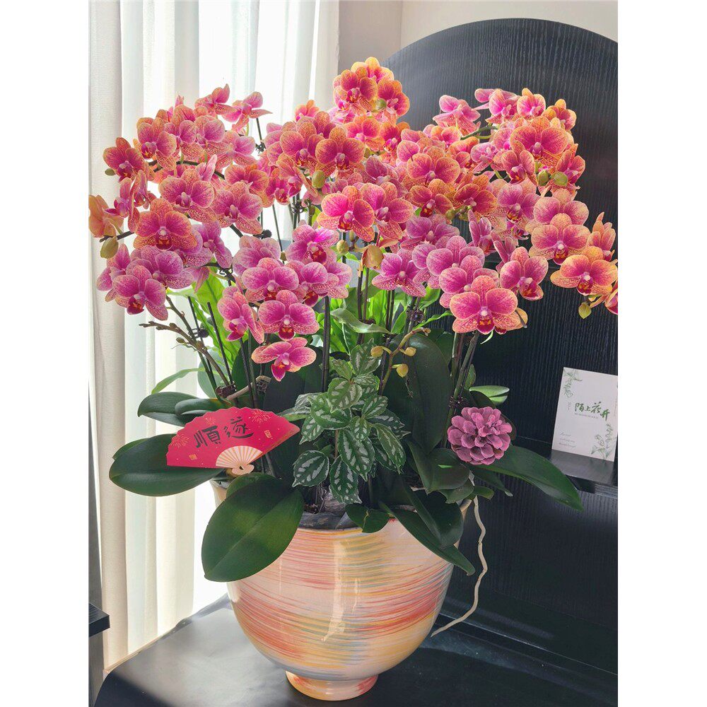 【流金岁月2花剑】蝴蝶兰开花巨好看花量多观花赏叶绿植