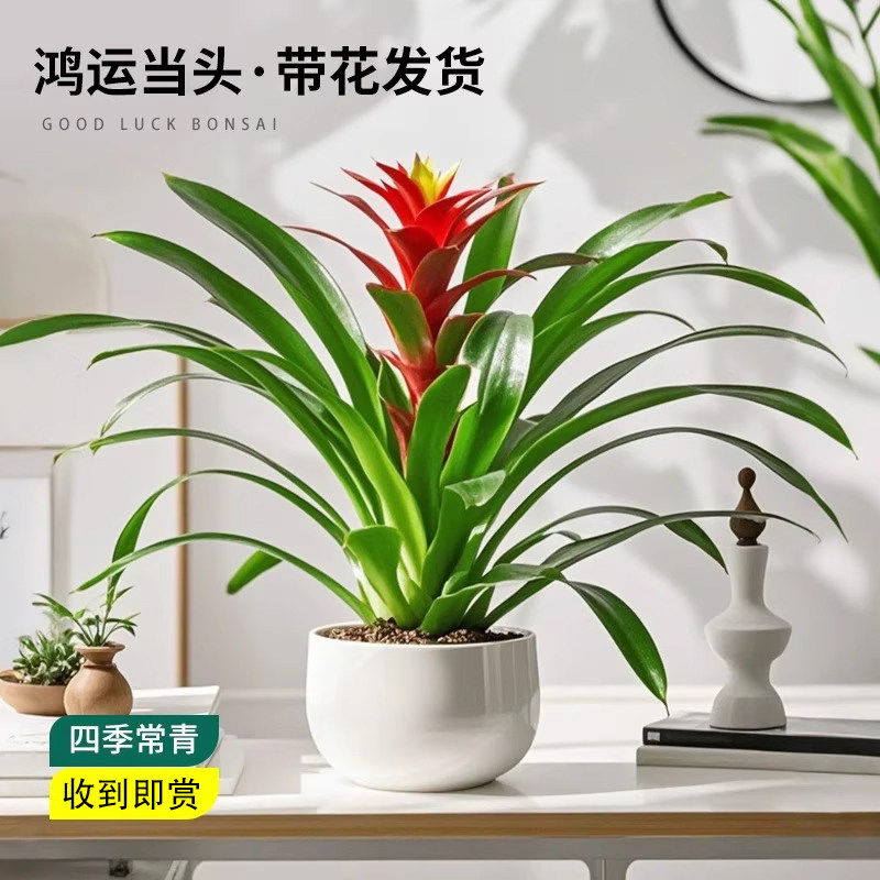 鸿运当头盆栽带花小红星办公室内客厅真花卉绿植桌面四季好养凤梨