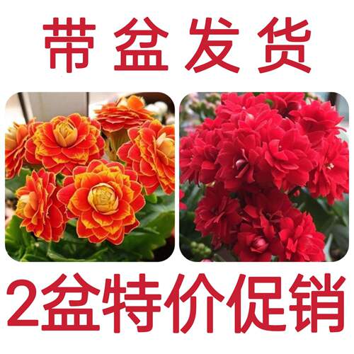 【稀有长寿花】金狐狸盆