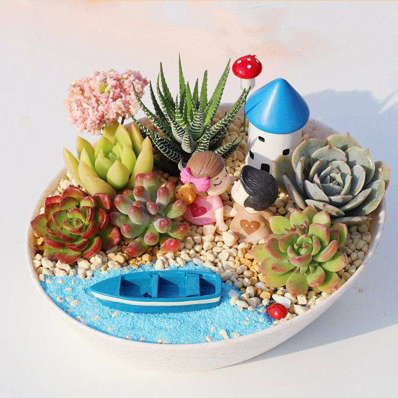 多肉植物组合盆栽套餐多肉DIY微景观防辐射含盆含土室内绿植包邮