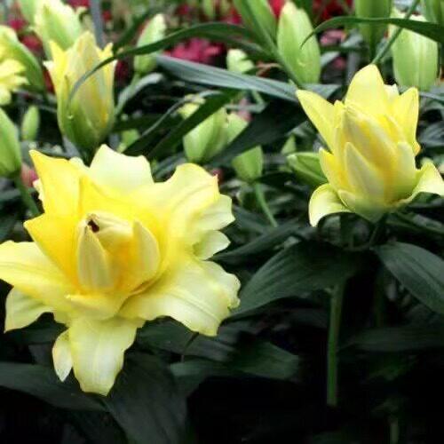 进口重瓣香水百合种球5颗四季开花室内阳台盆栽花卉易活植物耐寒