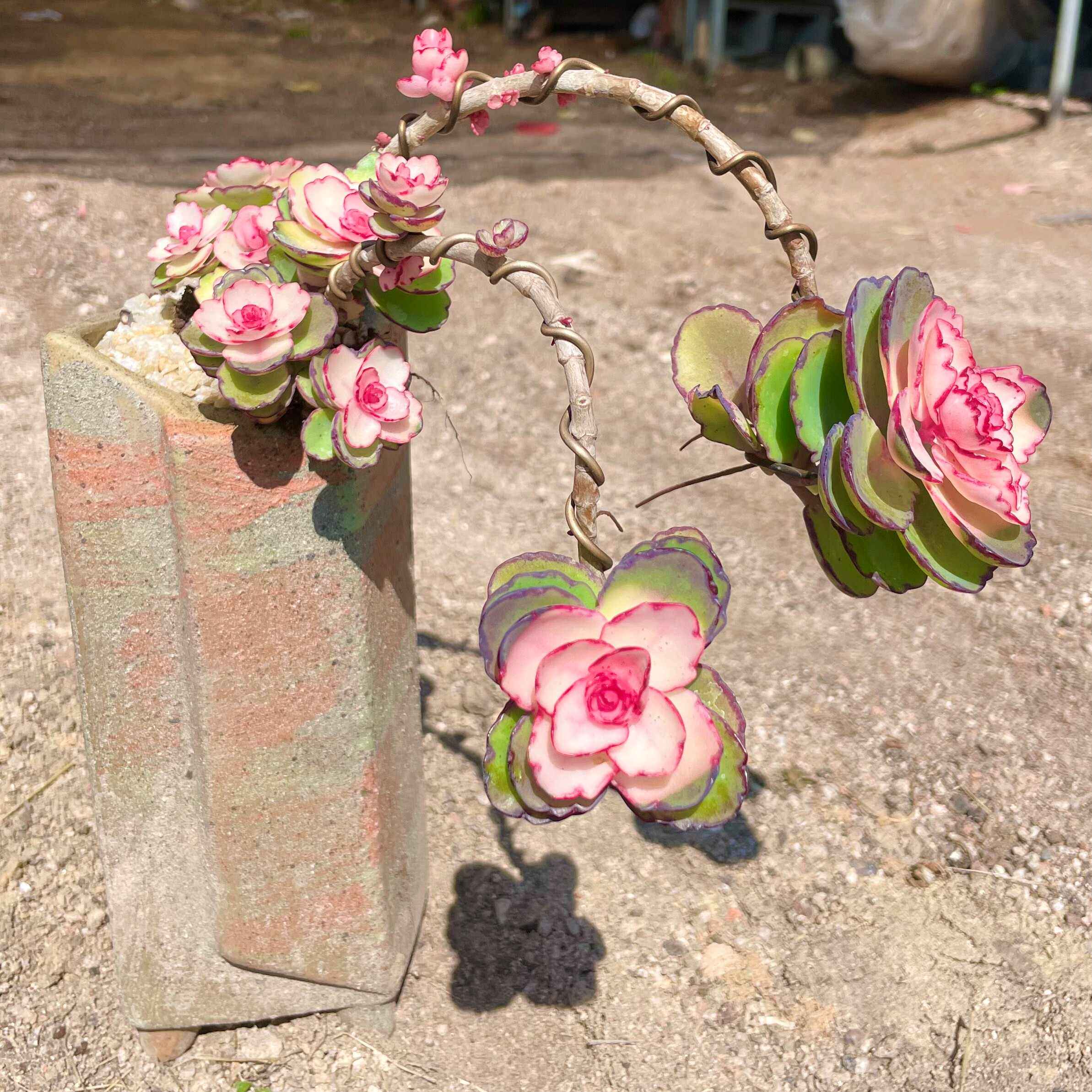 锦绣牡丹多肉植物木质老桩居家绿植盆栽新手好养盆栽庭院露养