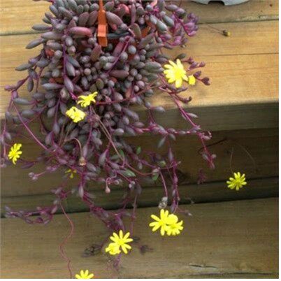 多肉植物紫玄月多肉吊兰佛珠花卉盆栽办公室绿植珍珠吊兰