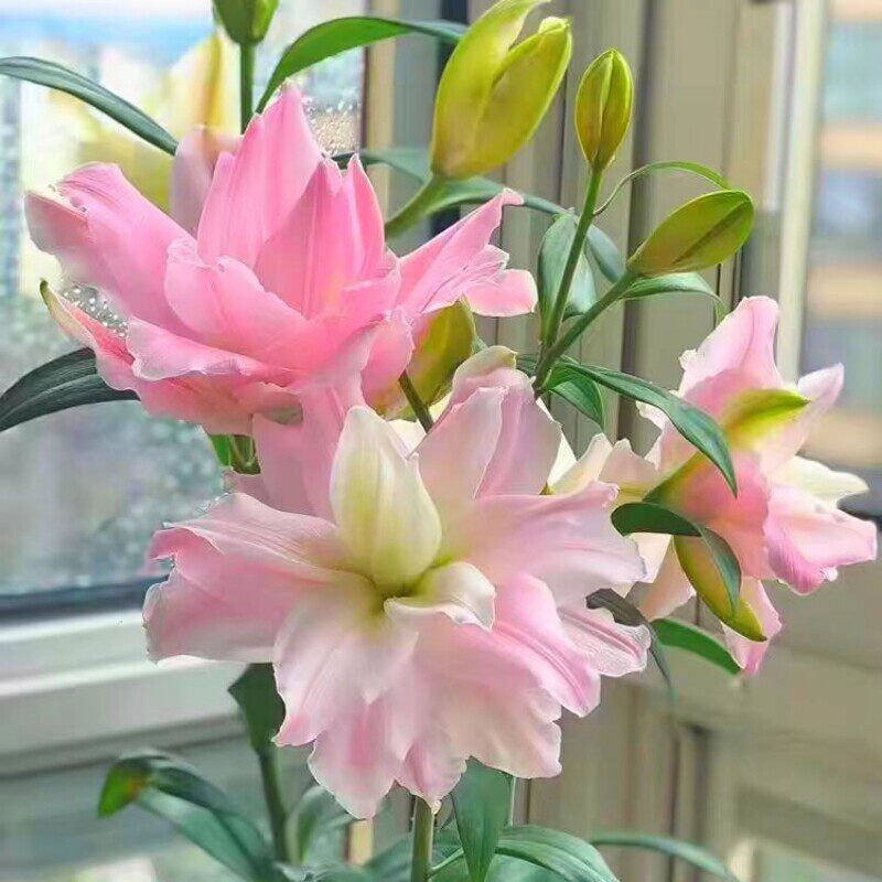 重瓣香水百合花种球四季开花好养活花卉植物室内外花苗盆栽花种子