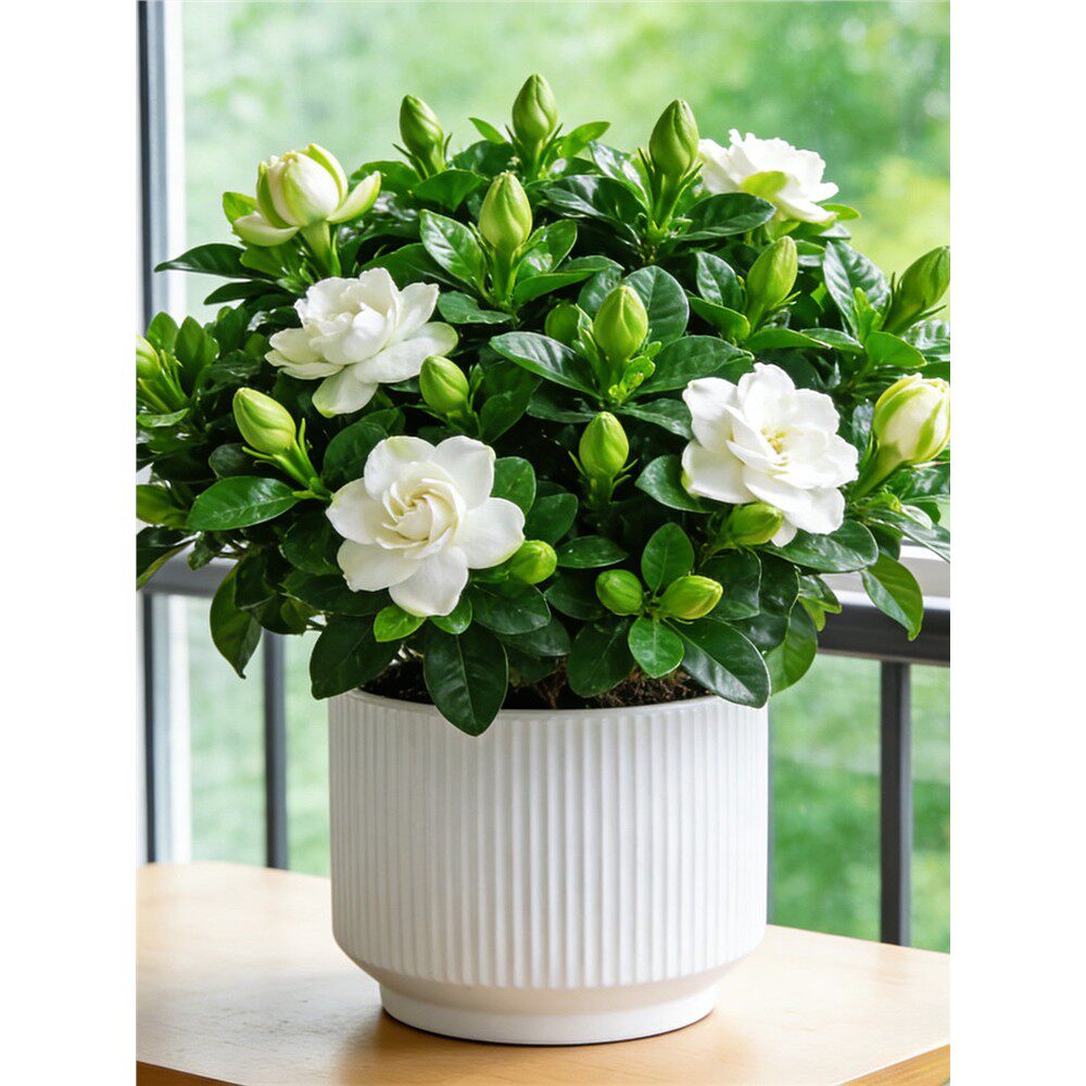 【带花苞】大叶栀子花香水盆栽花卉树苗四季开花多年生耐寒耐热