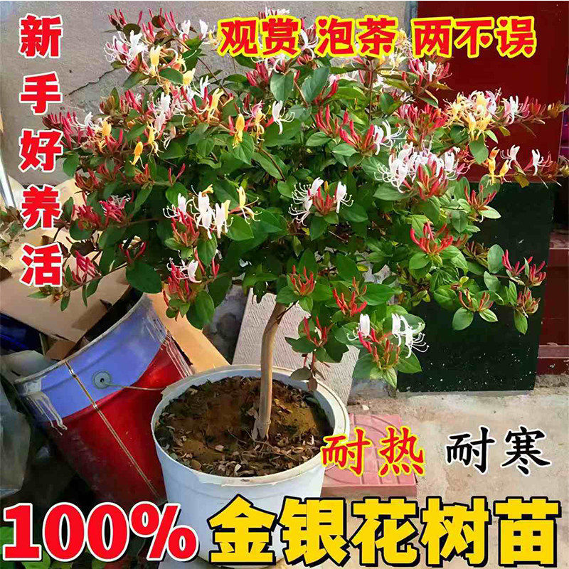 金银花树苗四季药用爬藤老桩红色盆栽盆景种植开花可食用花苗