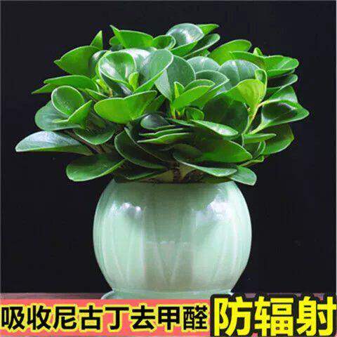豆瓣绿盆栽碧玉盆栽电脑宝贝桌面绿植电脑伴净化空气绿色植物盆栽