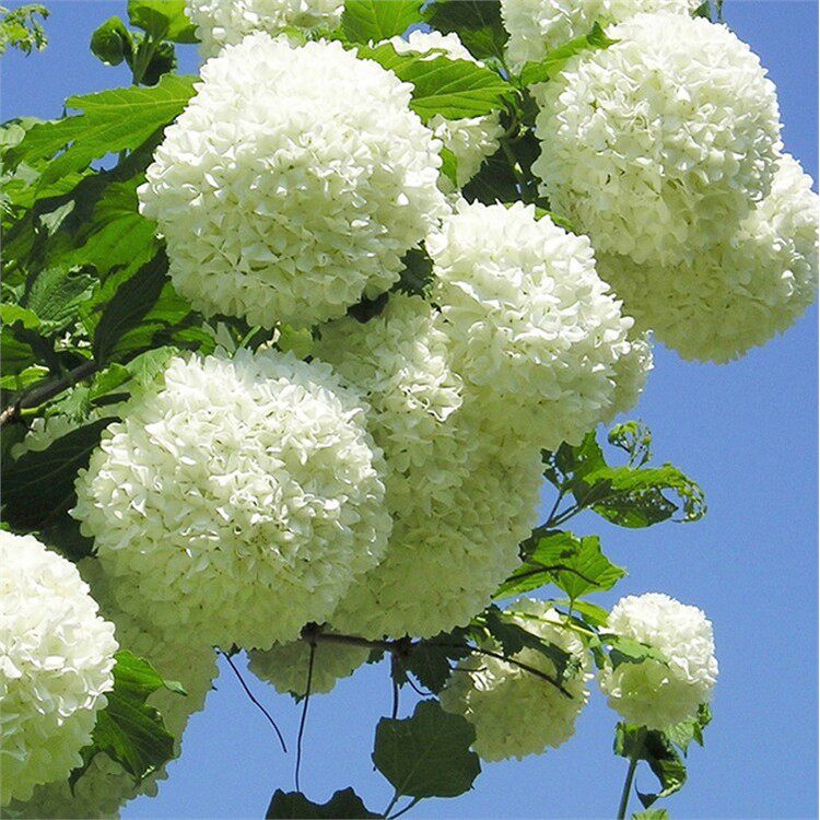 圆锥绣球花苗盆栽石灰灯香草草莓四季开花不断花卉中华木绣球植物