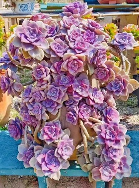 紫乐多肉老桩群生多头带崽精品盆栽紫色花卉新手好养阳台植物绿植