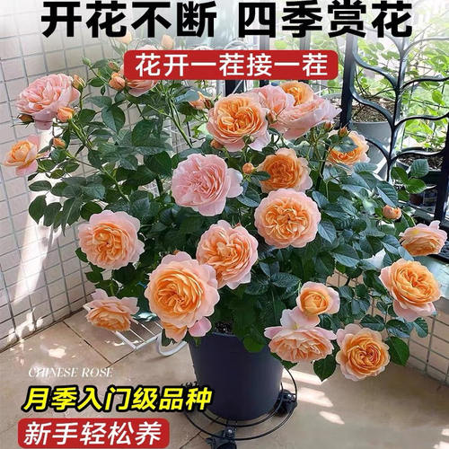 玫瑰花树苗多色月季盆栽