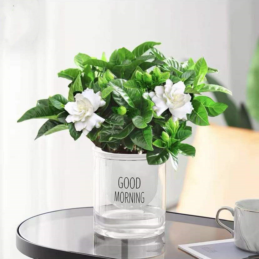 栀子花盆栽花卉植物室内带花苞阳台水培绿植浓香型大树苗四季好养