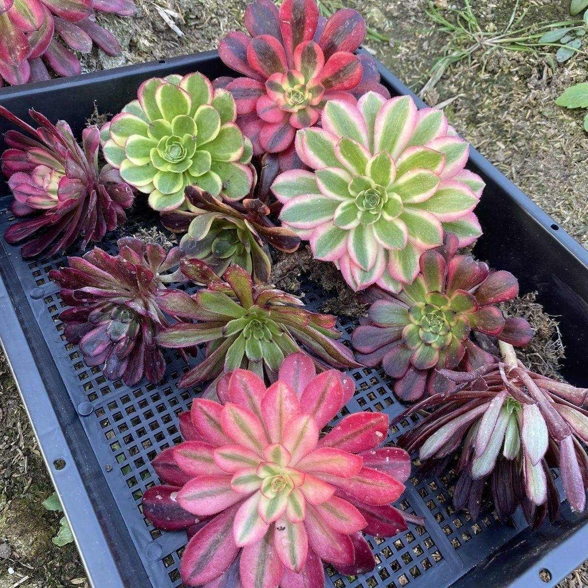 法师锦组合套餐多肉植物美杜莎绿红玫瑰小苗群生盆栽绿植花卉包邮