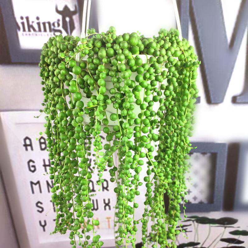 佛珠多肉植物珍珠吊兰情人泪紫玄月爱之蔓绿植花卉肉肉四季盆栽