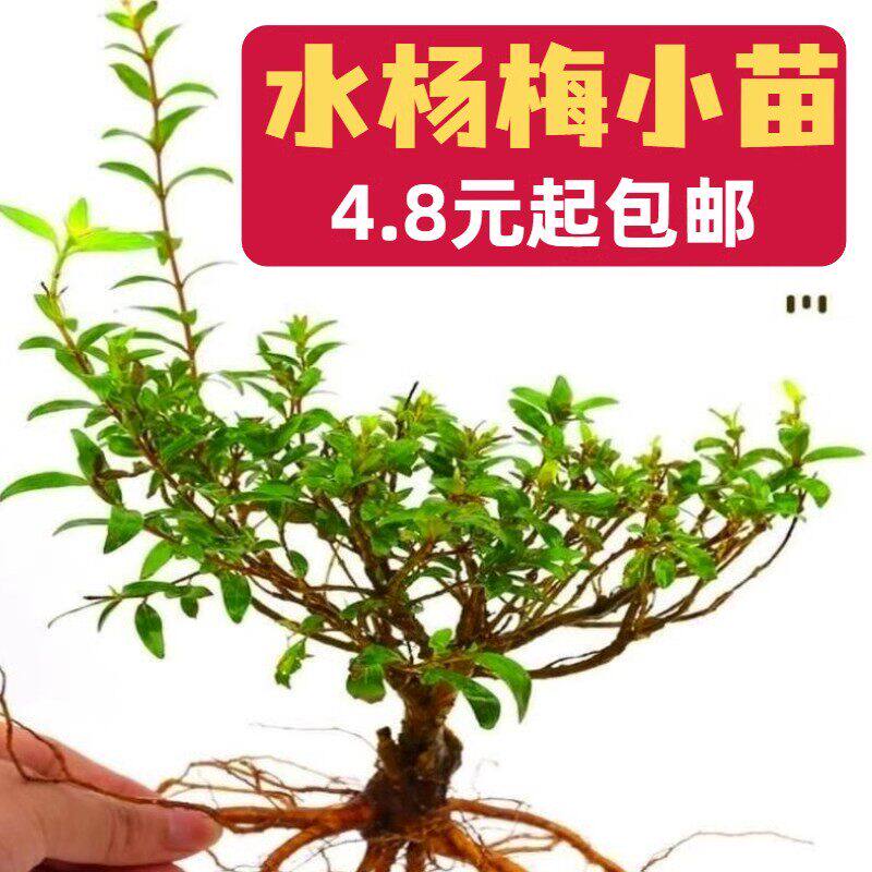 水草植物水杨梅水培鱼缸造景老桩水陆点缀雨林高档植物夏季水培树