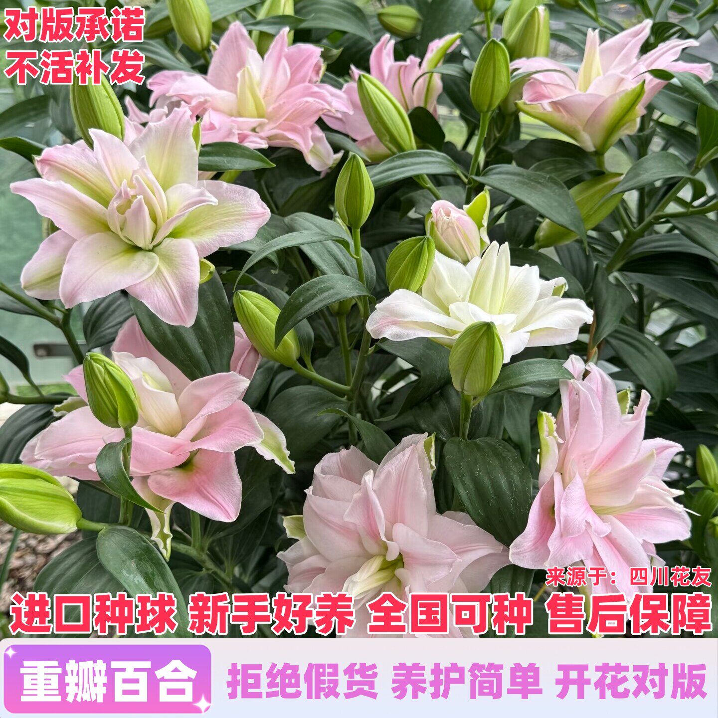 进口重瓣香水百合花种球室内外阳台盆栽庭院地栽花卉绿植物香雪兰