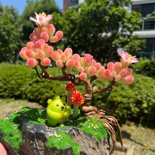 【爆款特价】蜜橘糖球枝干番杏多肉莱斯植物冰晶花卉桌摆盆栽懒人