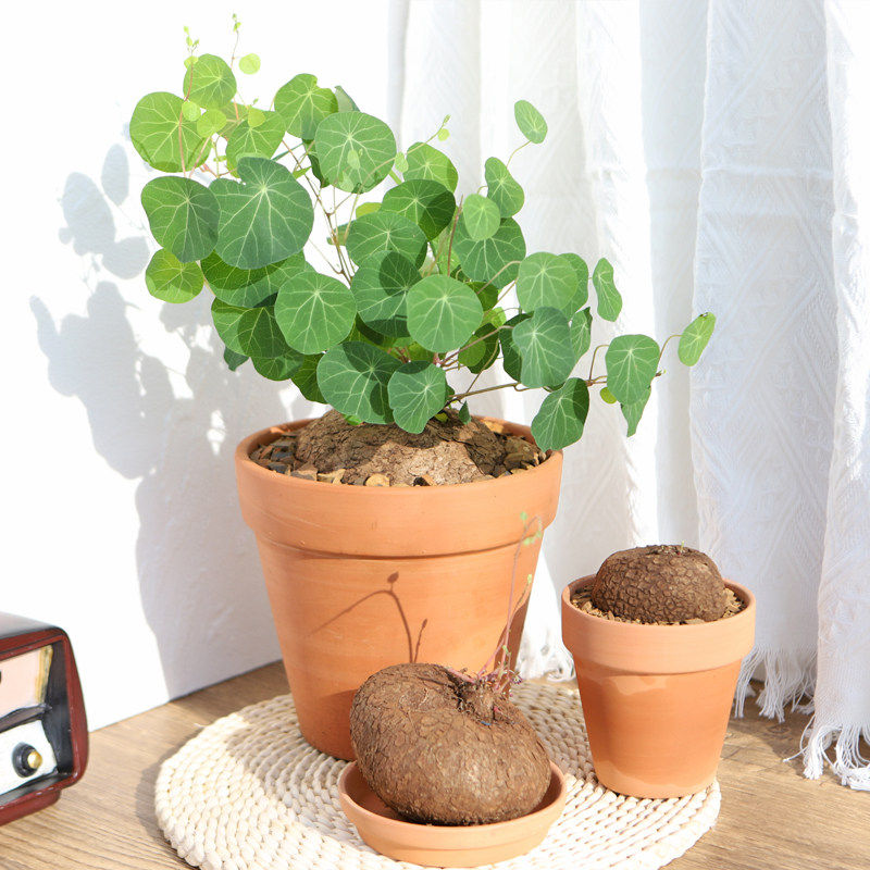 堇年造景多肉植物山乌龟盆栽室内圆叶绿植水培桌面盆景庭院爬藤