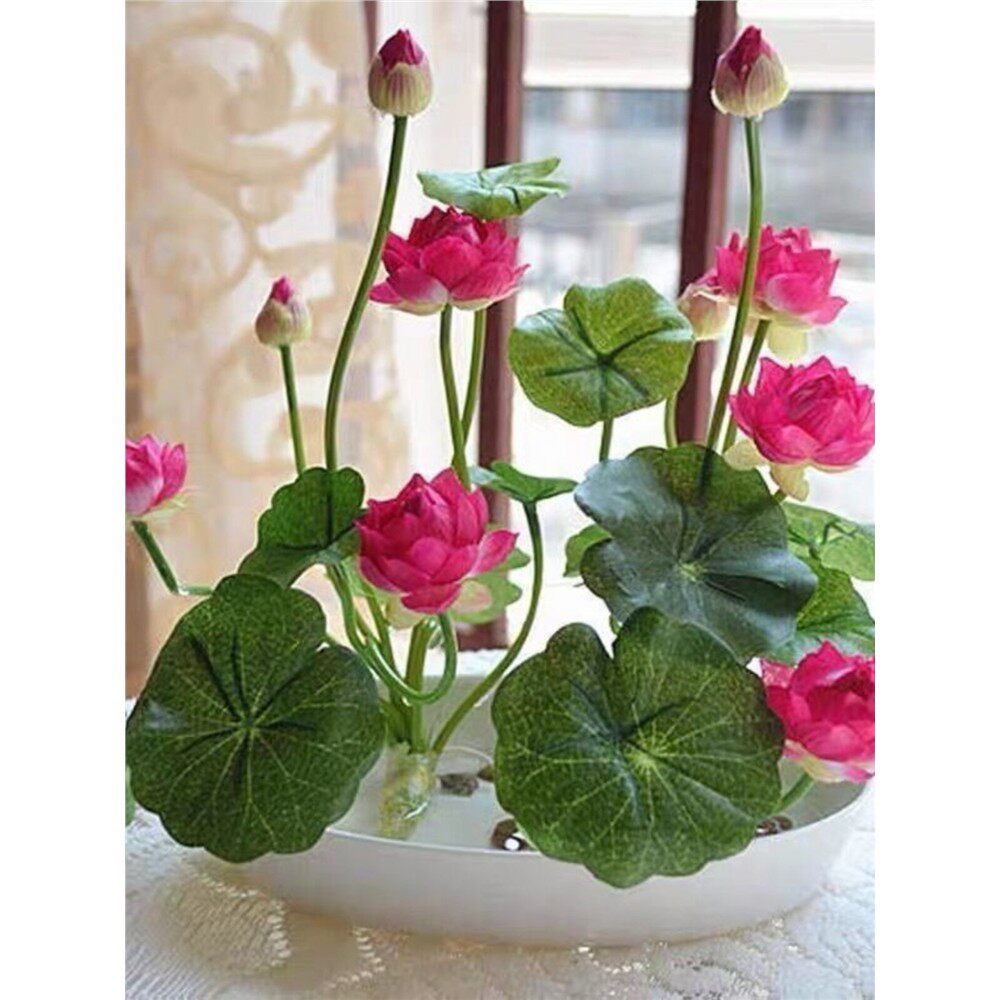 七彩碗莲已开口水培植物睡莲种子四季无土水培花卉鱼缸造景阳台盆