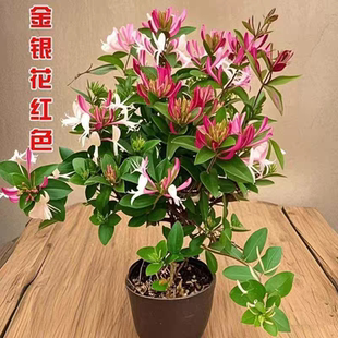 金银花盆栽地栽南方北方带花苞四季开花耐寒植物阳台庭院花卉盆景
