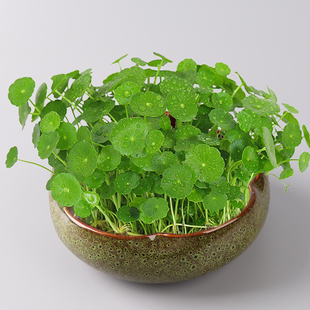 清仓铜钱草花盆水仙花睡莲碗莲无孔陶瓷家用大号多肉水培容器 特价