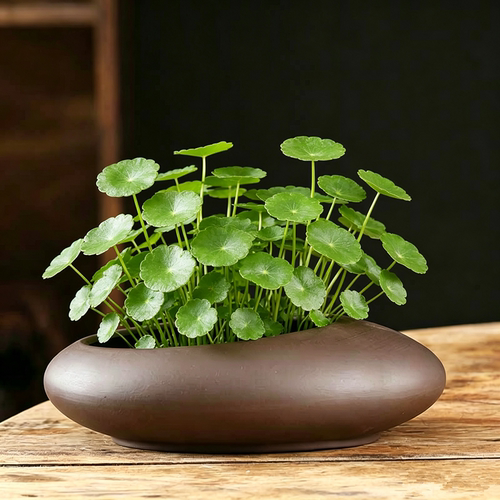 香缘铜钱草无孔水培花盆创意紫砂