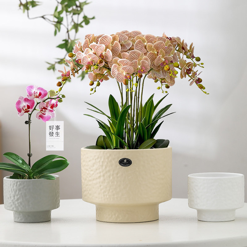 国风陶瓷花盆带托盘奶油风简约风轻奢高级感家用蝴蝶兰绿植多肉盆,鲜花速递/花卉仿真/绿植园艺,花盆,淘宝优惠券,粉丝福利购,淘宝优惠卷