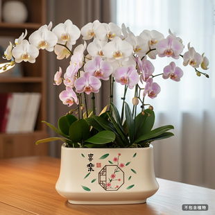 北欧花盆陶瓷大口径蝴蝶兰多肉绿植盆家用客厅电视柜办公桌装 饰盆