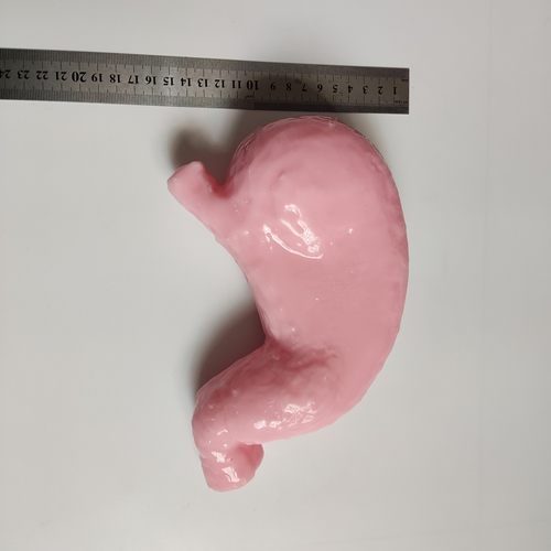 大胃十二指肠消化系统洗胃外科腹腔镜模拟训练缝合模块模型