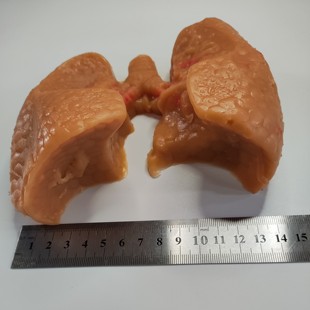 心胸外科肺叶缝合血管吻合模拟训练模块模型