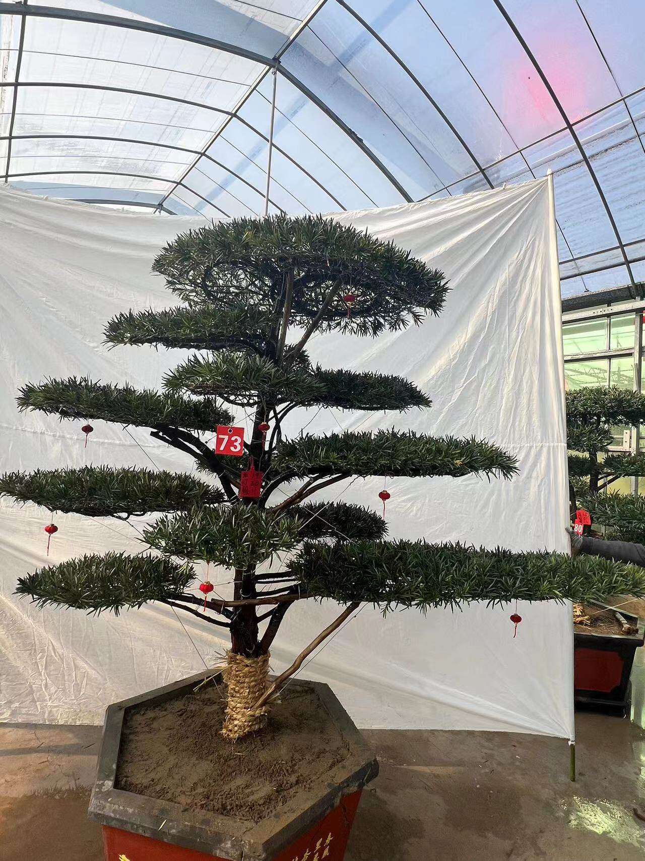 精品造型罗汉松大型盆景室外地栽雀舌