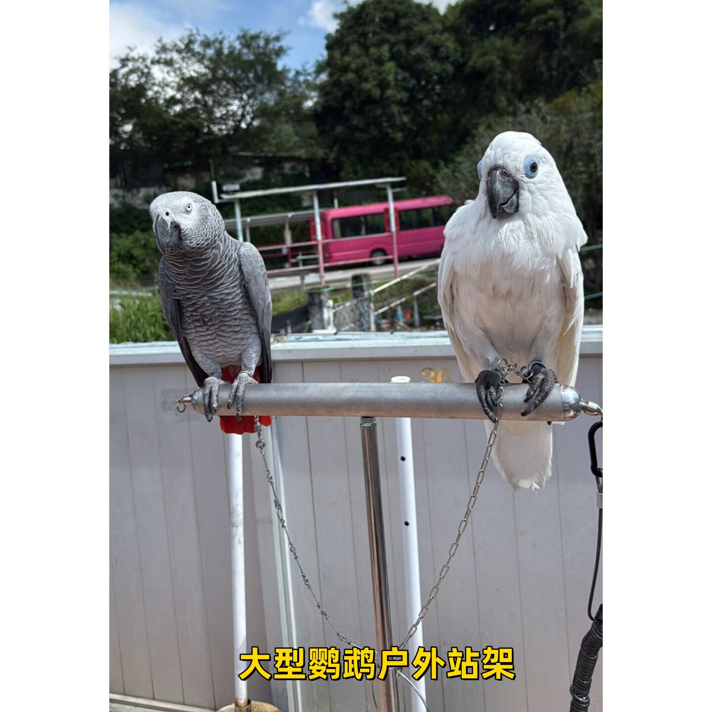 大型鹦鹉站架外出鹦鹉折叠站杆伸缩携带方便 304不锈钢鹦鹉鸟站架