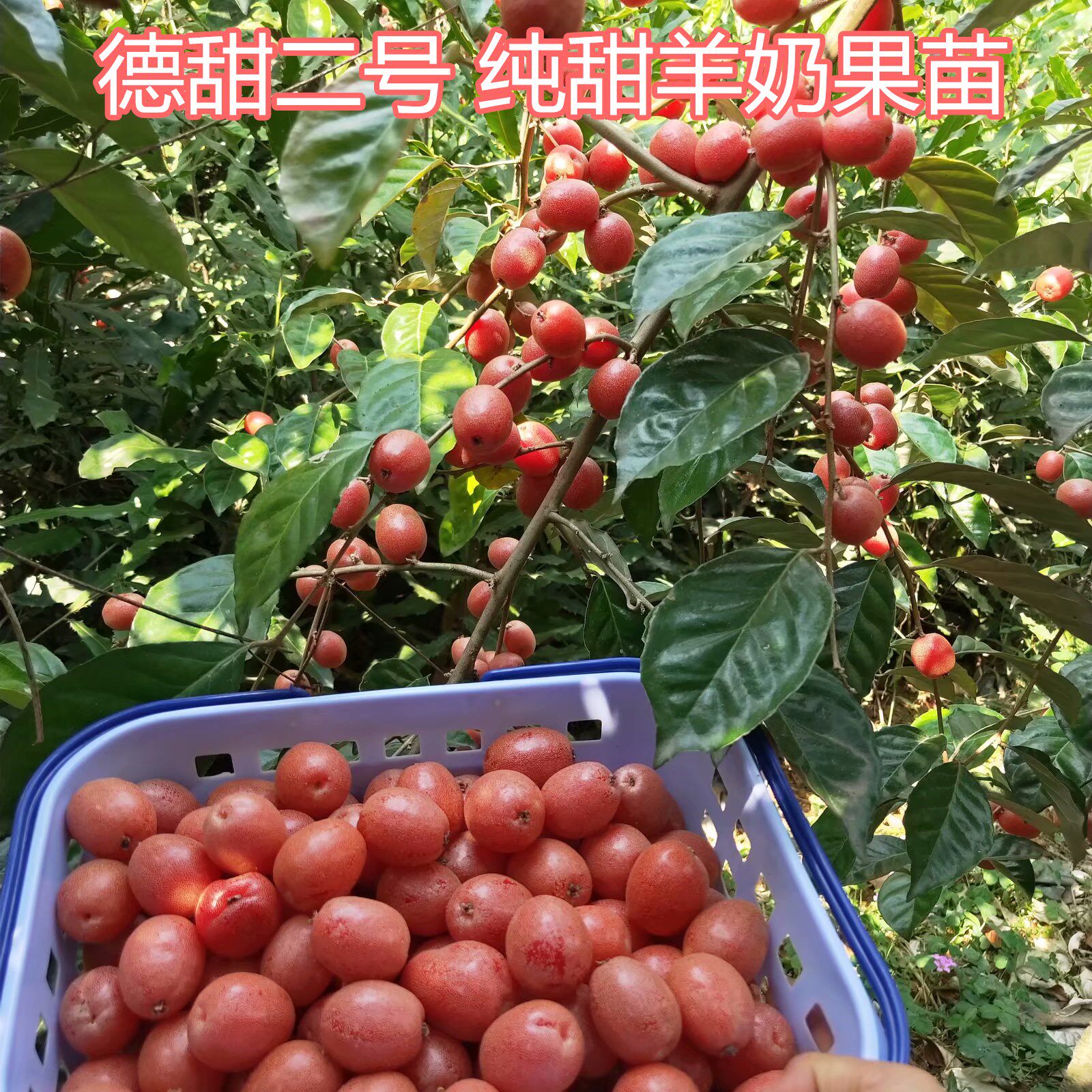 嫁接甜羊奶果树苗 德甜二号羊奶果苗 南方盆栽室内果树 当年结果