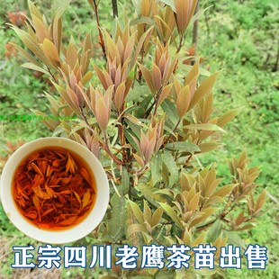 四川老鹰茶树苗 红茶白茶树苗 老阴茶苗盆栽地栽食用植物嫩芽茶叶