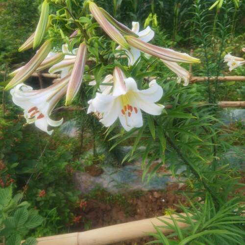 百合花土百合可以食用7月开花