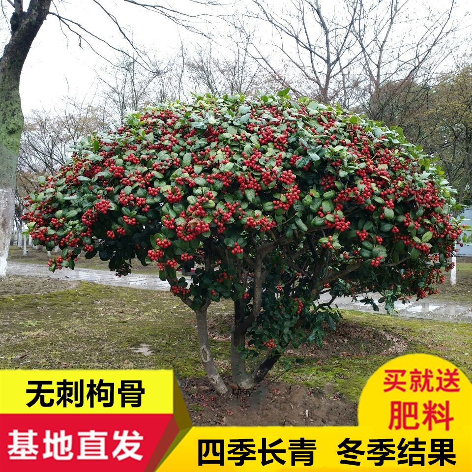 构骨树价格 构骨树图片 星期三 构骨树价格 构骨树图片 星期三